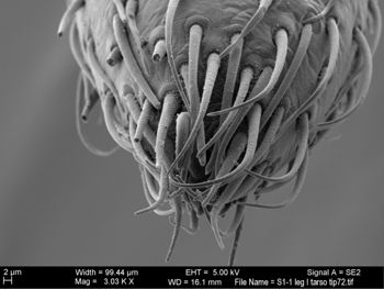 Media type: image; Invertebrate Zoology 131275